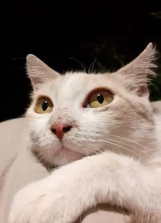 La Pedrera Rosa/the Pink Pedrera