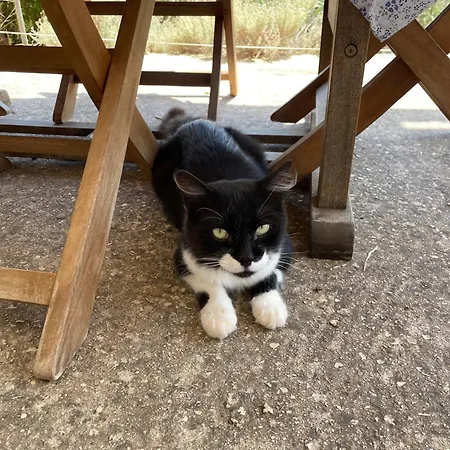 La Pedrera Rosa/the Pink Pedrera